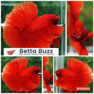 Betta fish Amaranth Red Sky Hawk OHM