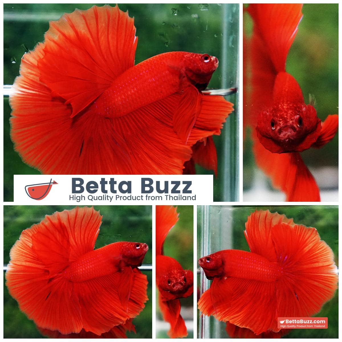 Betta fish Amaranth Red Sky Hawk OHM