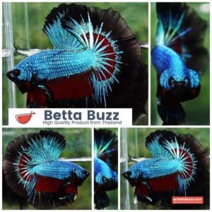 Betta fish Blue Peacock Black Ring OHM