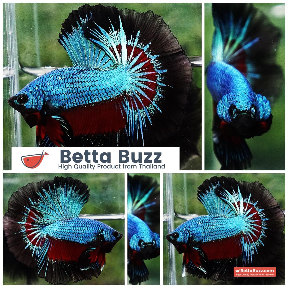 Betta fish Blue Peacock Black Ring OHM