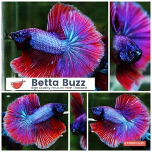Betta fish Purple Metallic Lavender Hawk OHM