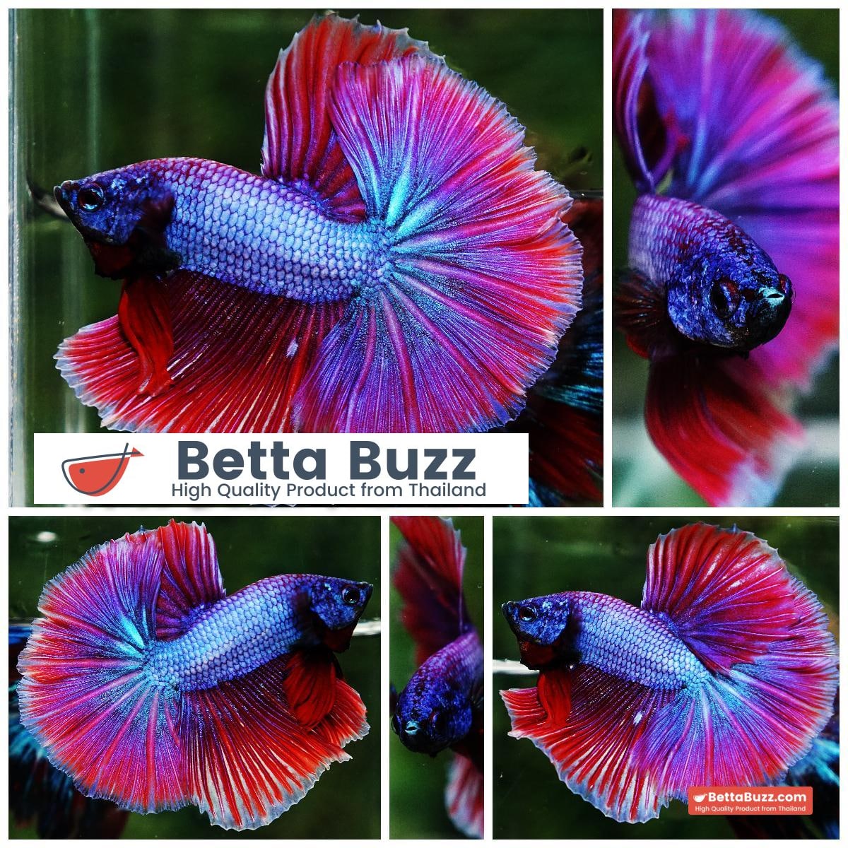 Betta fish Purple Metallic Lavender Hawk OHM