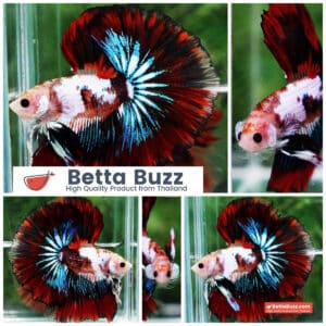 Betta fish King Warrior Red Devil OHM