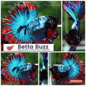 Betta fish Fancy Thai-Malangtub Butterfly Sky Hawk OHM