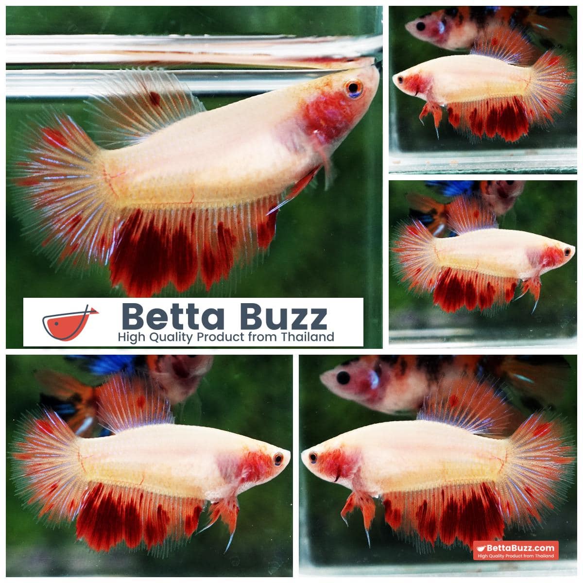 Betta fish Female Armageddon Metror HM