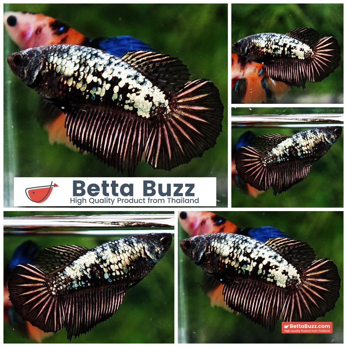 Betta fish Female Shadow Black Star Galaxy HM