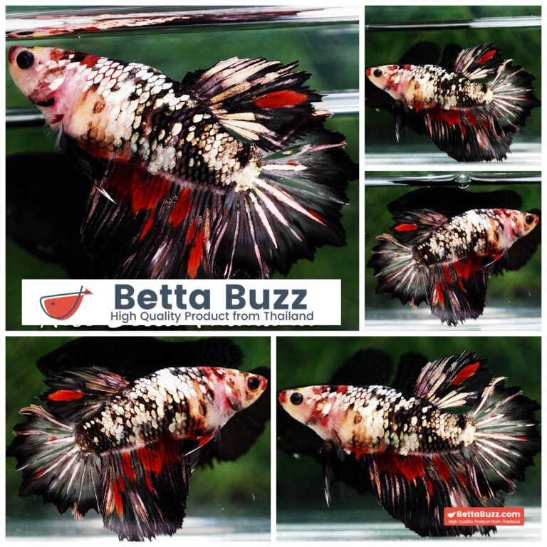 Betta fish Queen Shadow Vampire Copper Galaxy Rosetail HM