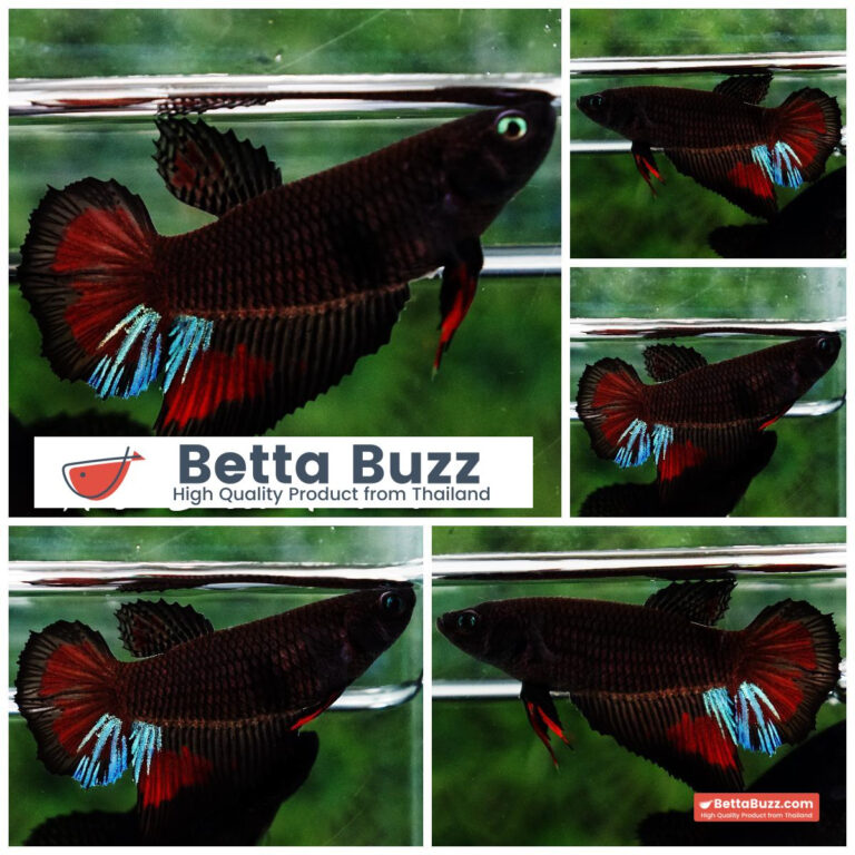 Betta fish Female Shadow Black Vampire HM