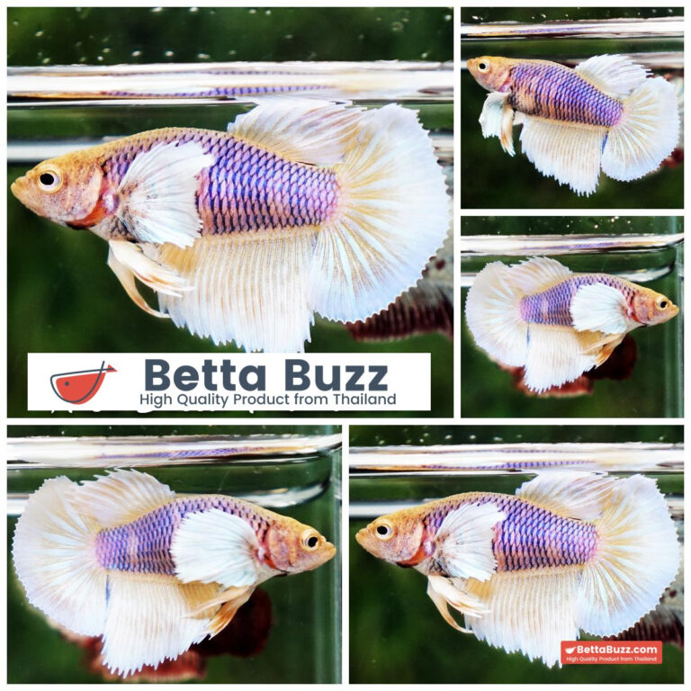 Betta fish female Yellow Pink Net Dumbo HM