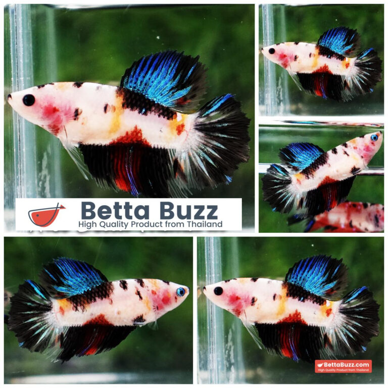 Betta fish Female Classic Nemo Koi HM