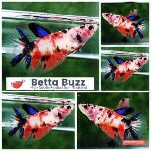 Betta fish Female Classic Nemo Koi HM