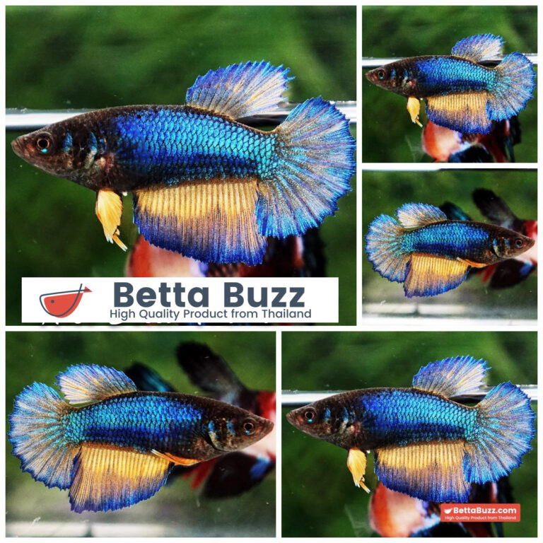 Betta fish Female Blue Mustard Gas HM