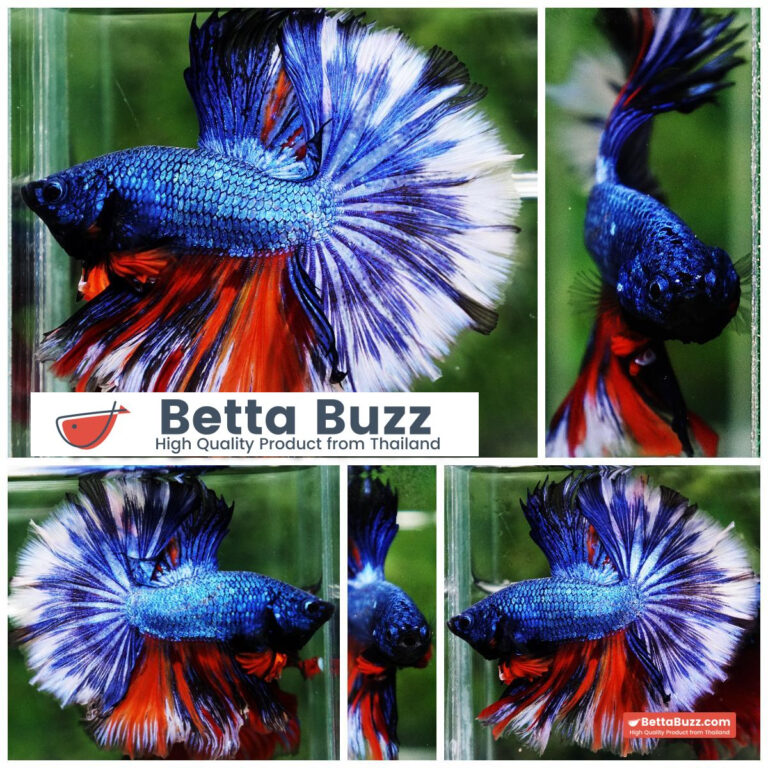Betta fish Fancy Blue Dragon Nemo Hawk OHM