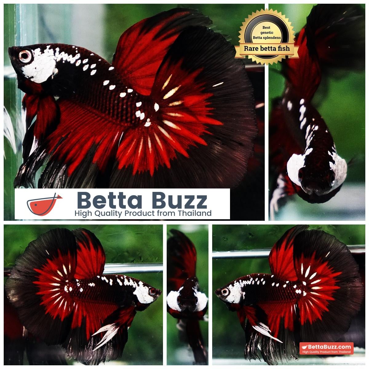 Betta fish VamPire Black Samurai Butterfly HM