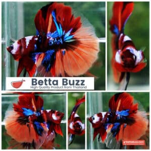 Betta fish Emerald Candy Nemo HM