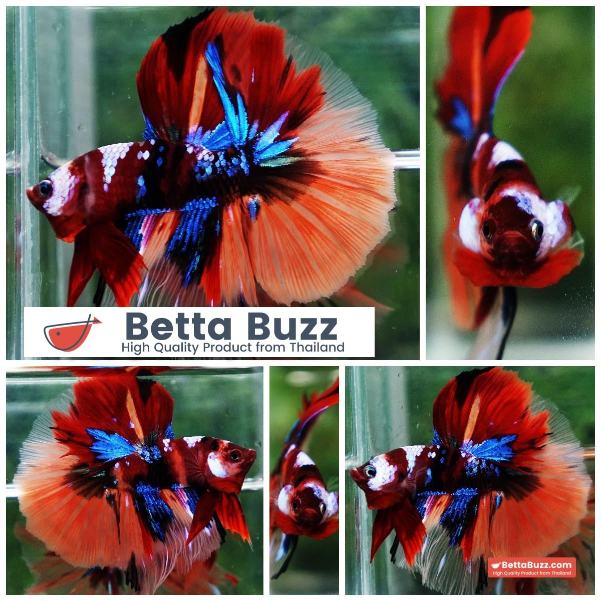 Betta fish Emerald Candy Nemo HM