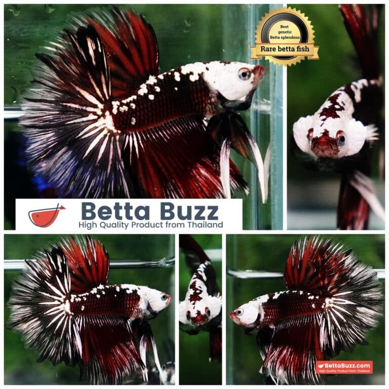 Betta fish Rare Vampire Shadow Black Samurai Helmet Rosetail OHM
