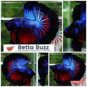 Betta fish Blue Dragon Black Ring HM