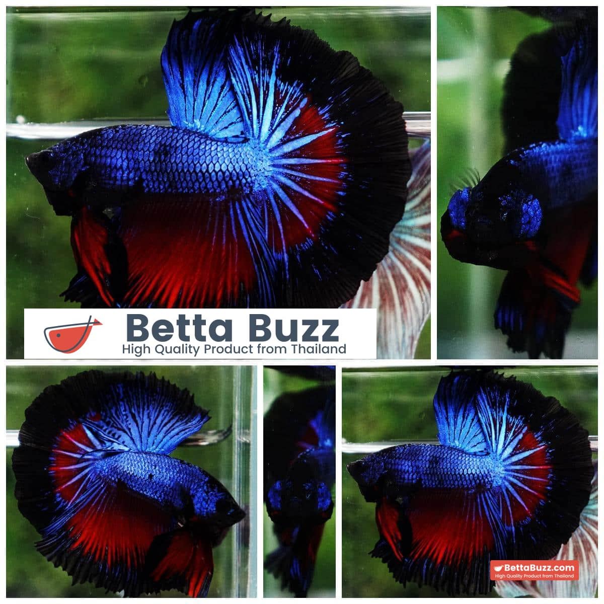 Betta fish Blue Dragon Black Ring HM