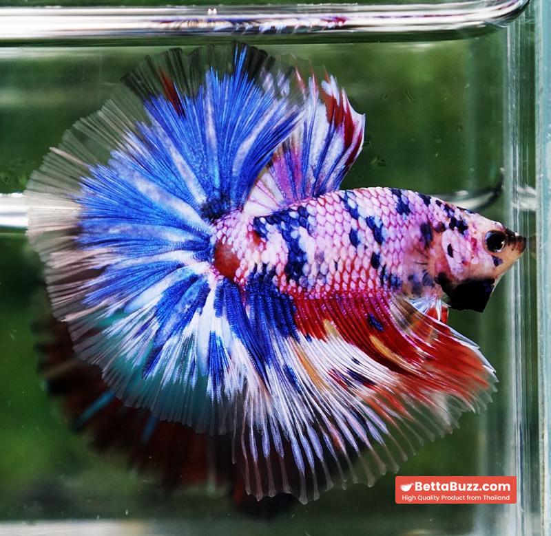 Betta fish Marble Multicolor Rainbow OHM - Image 4