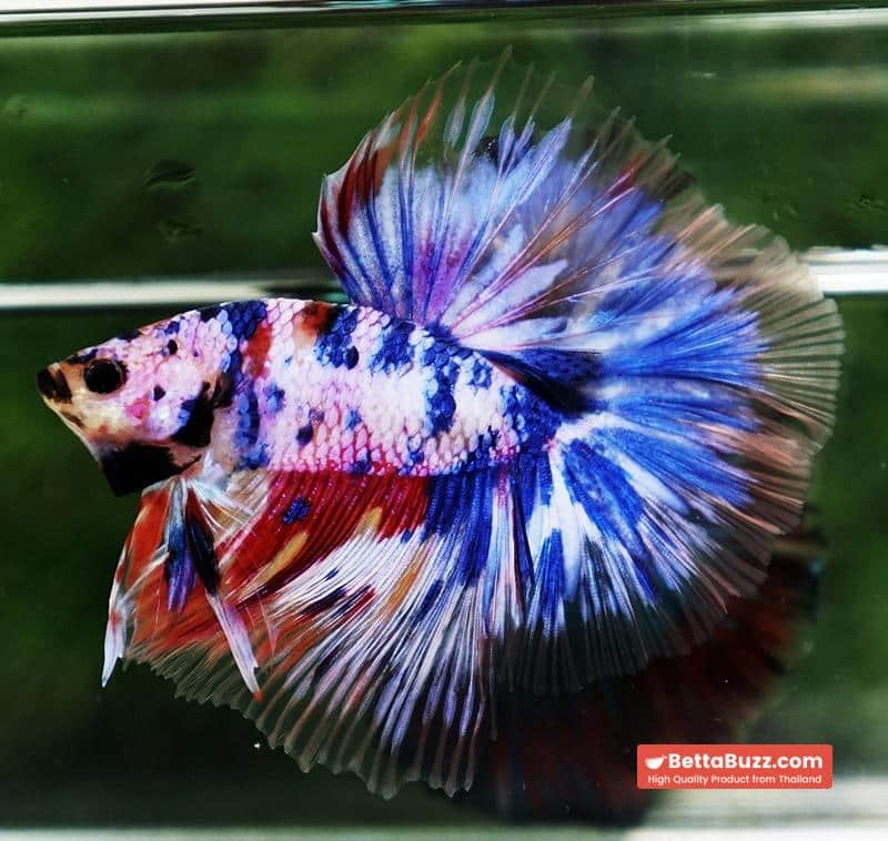 Betta fish Marble Multicolor Rainbow OHM - Image 3