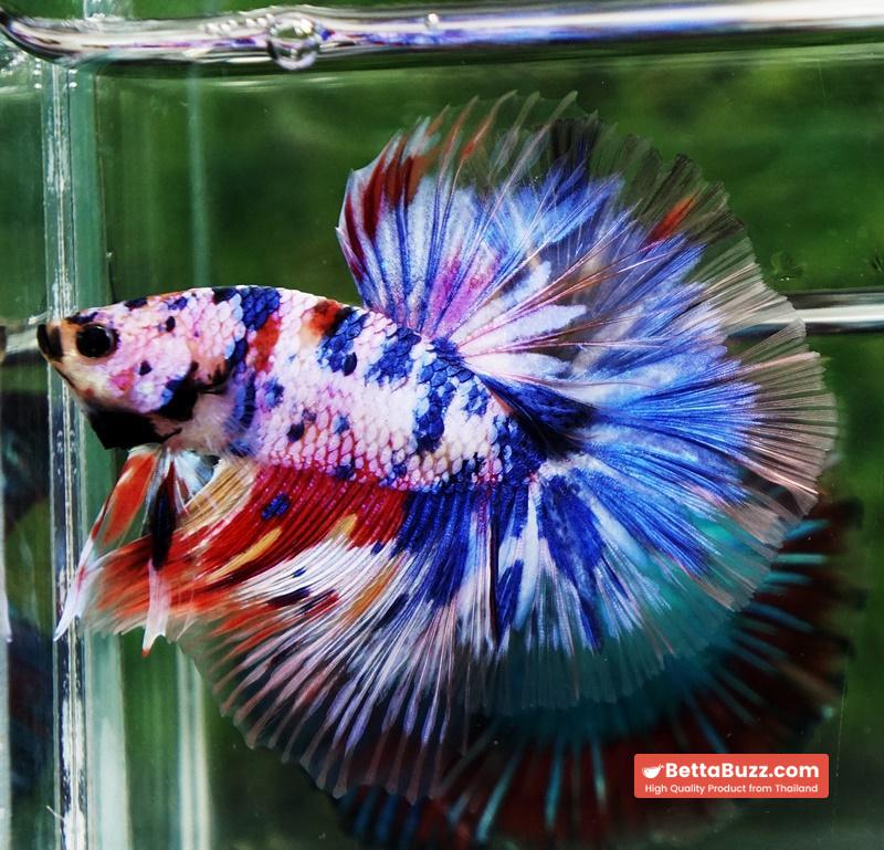 Betta fish Marble Multicolor Rainbow OHM - Image 5