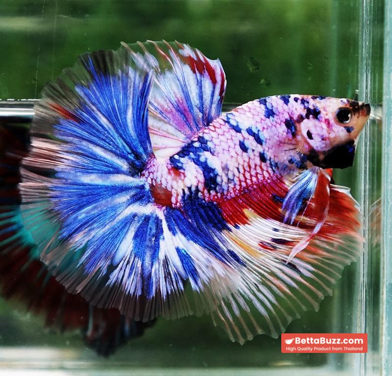 Betta fish Marble Multicolor Rainbow OHM - Image 2