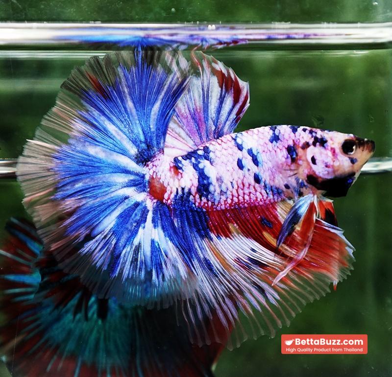 Betta fish Marble Multicolor Rainbow OHM - Image 6