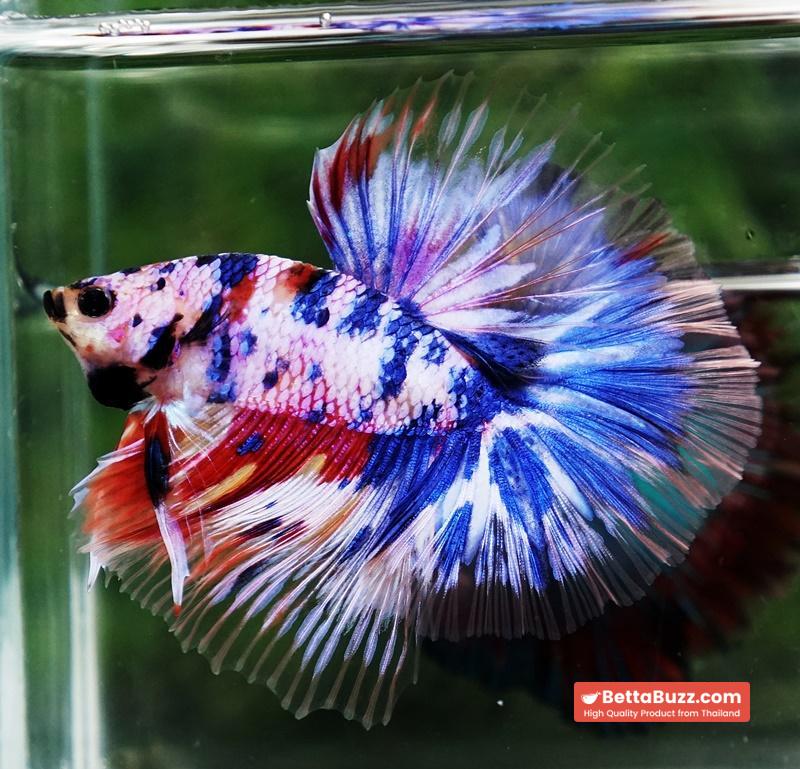 Betta fish Marble Multicolor Rainbow OHM - Image 7