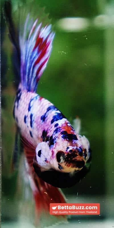 Betta fish Marble Multicolor Rainbow OHM - Image 8