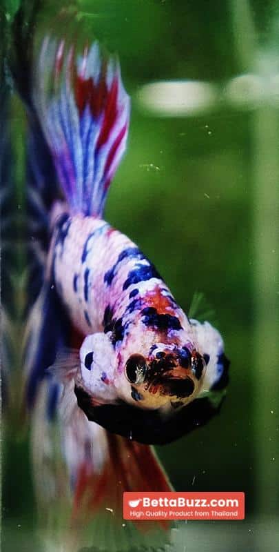 Betta fish Marble Multicolor Rainbow OHM - Image 9