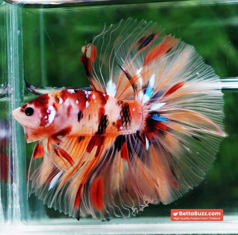 Betta fish Classic Nemo Star OHM - Image 4