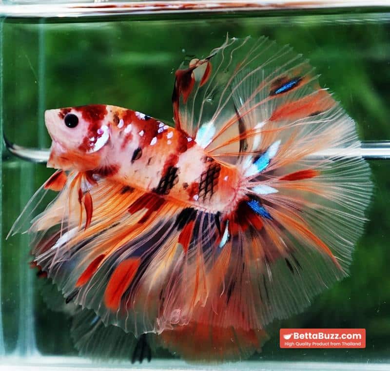 Betta fish Classic Nemo Star OHM - Image 2