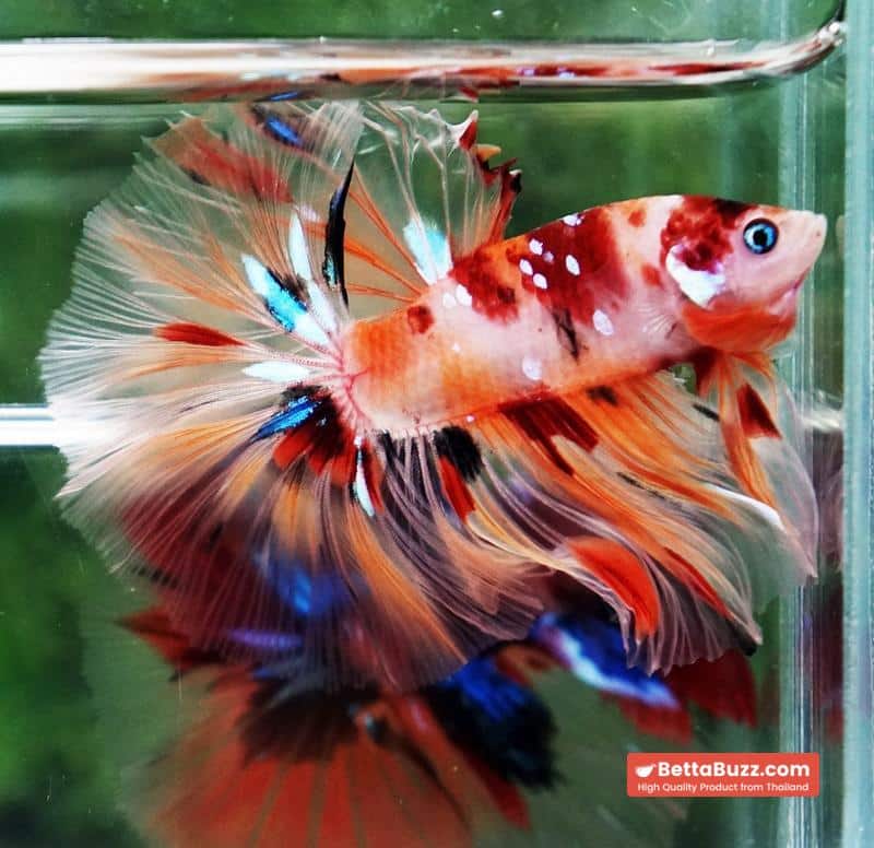 Betta fish Classic Nemo Star OHM - Image 3