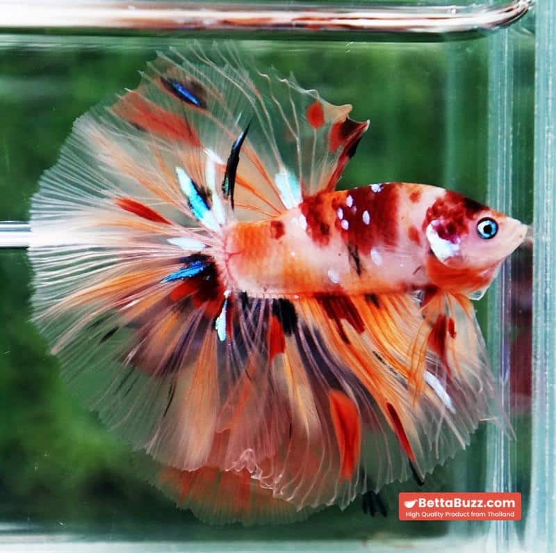 Betta fish Classic Nemo Star OHM - Image 5