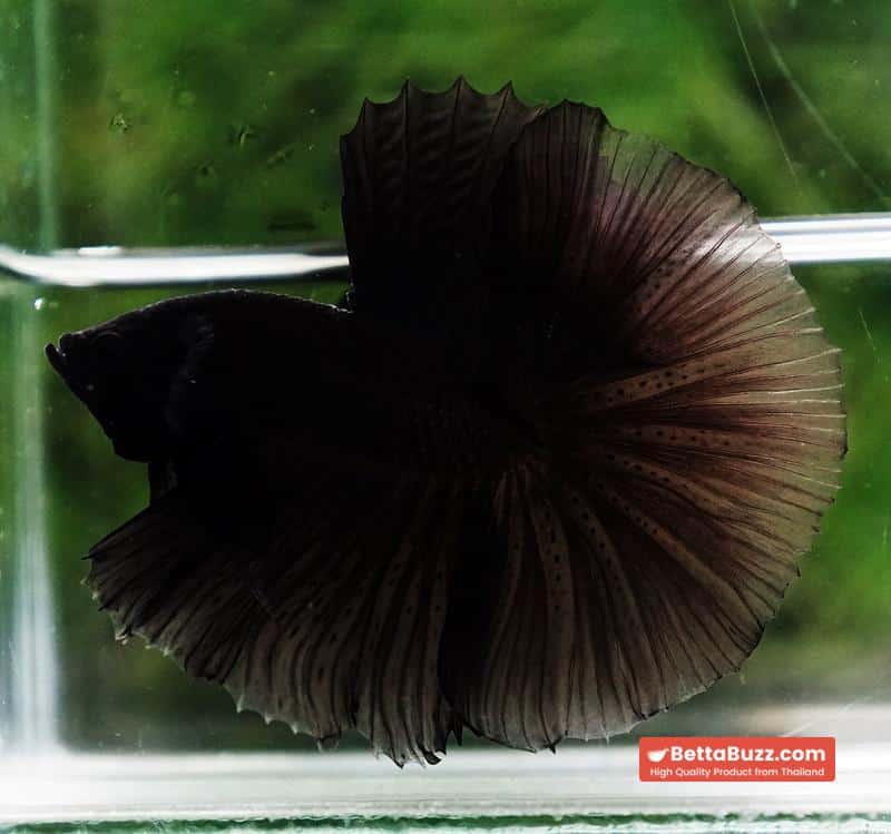 Betta fish Super Black Hole Sky Hawk OHM - Image 5