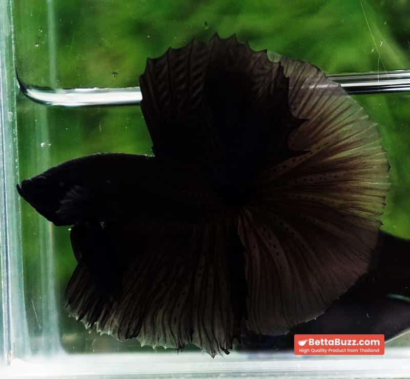 Betta fish Super Black Hole Sky Hawk OHM - Image 4
