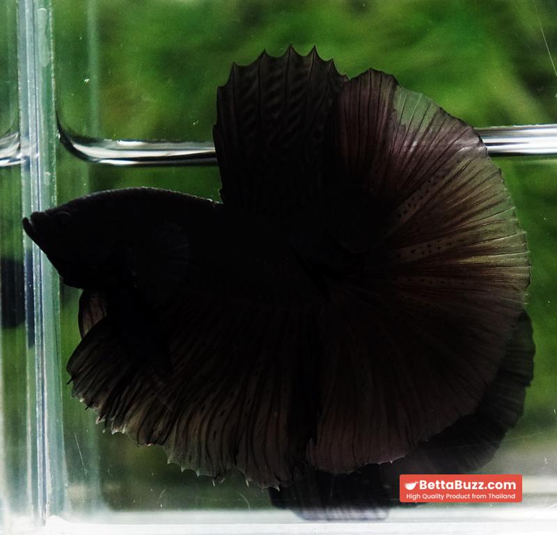 Betta fish Super Black Hole Sky Hawk OHM - Image 2