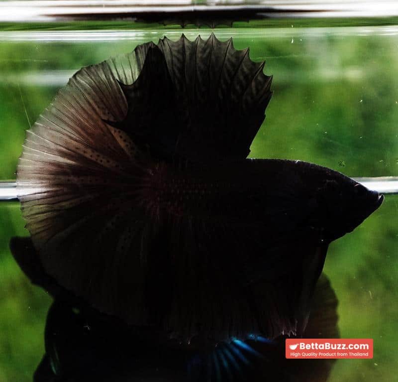 Betta fish Super Black Hole Sky Hawk OHM - Image 6