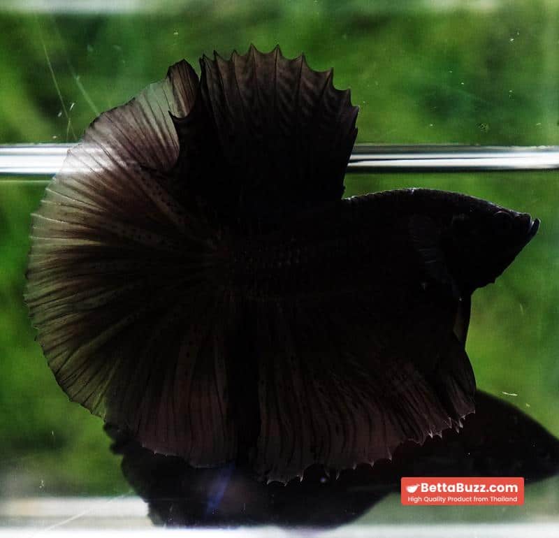 Betta fish Super Black Hole Sky Hawk OHM - Image 3
