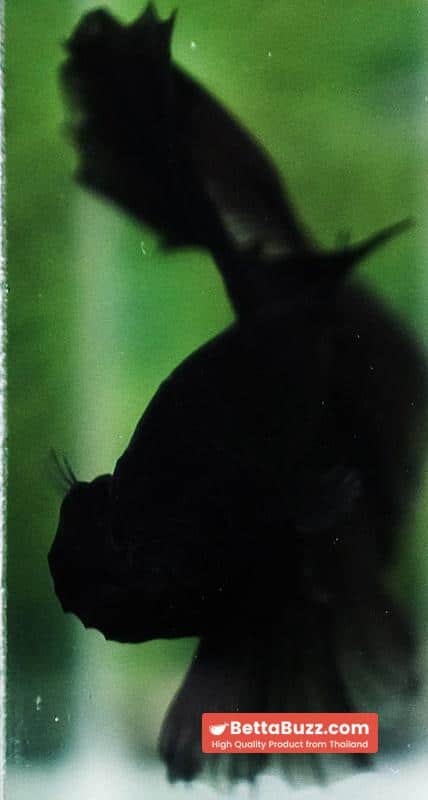 Betta fish Super Black Hole Sky Hawk OHM - Image 7