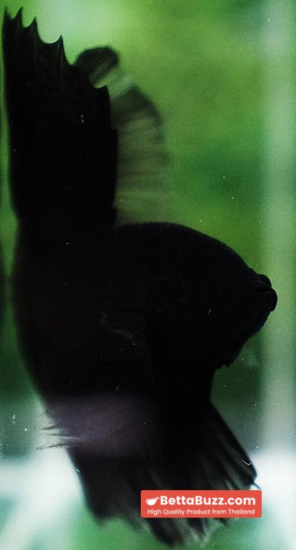 Betta fish Super Black Hole Sky Hawk OHM - Image 8