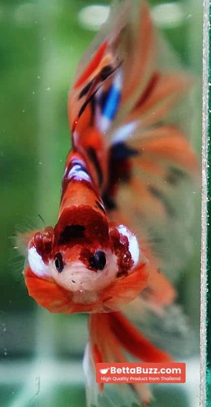 Betta fish Classic Nemo Star OHM - Image 6