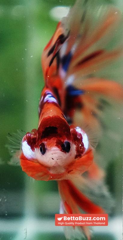 Betta fish Classic Nemo Star OHM - Image 7