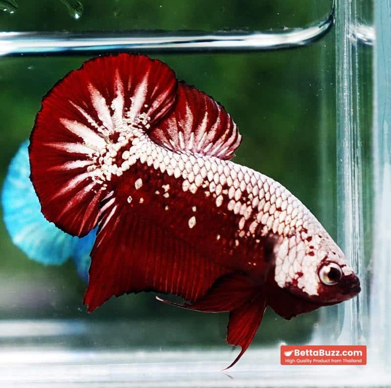 Betta fish Red Samurai HMPK - Image 7