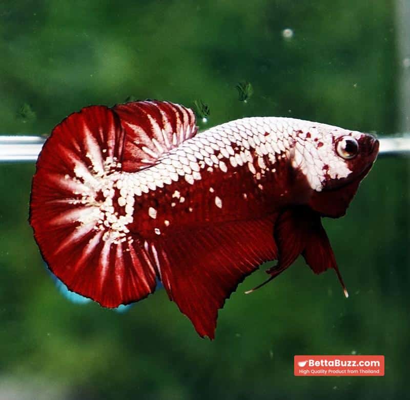 Betta fish Red Samurai HMPK - Image 2