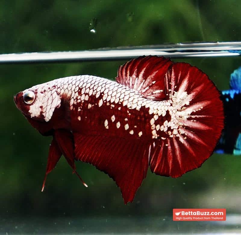 Betta fish Red Samurai HMPK - Image 3