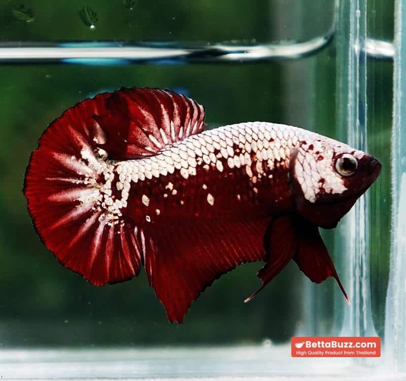 Betta fish Red Samurai HMPK - Image 4