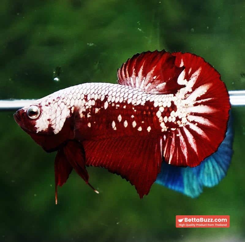 Betta fish Red Samurai HMPK - Image 5