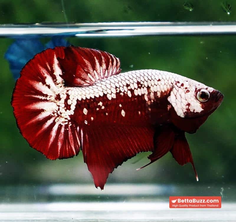 Betta fish Red Samurai HMPK - Image 6